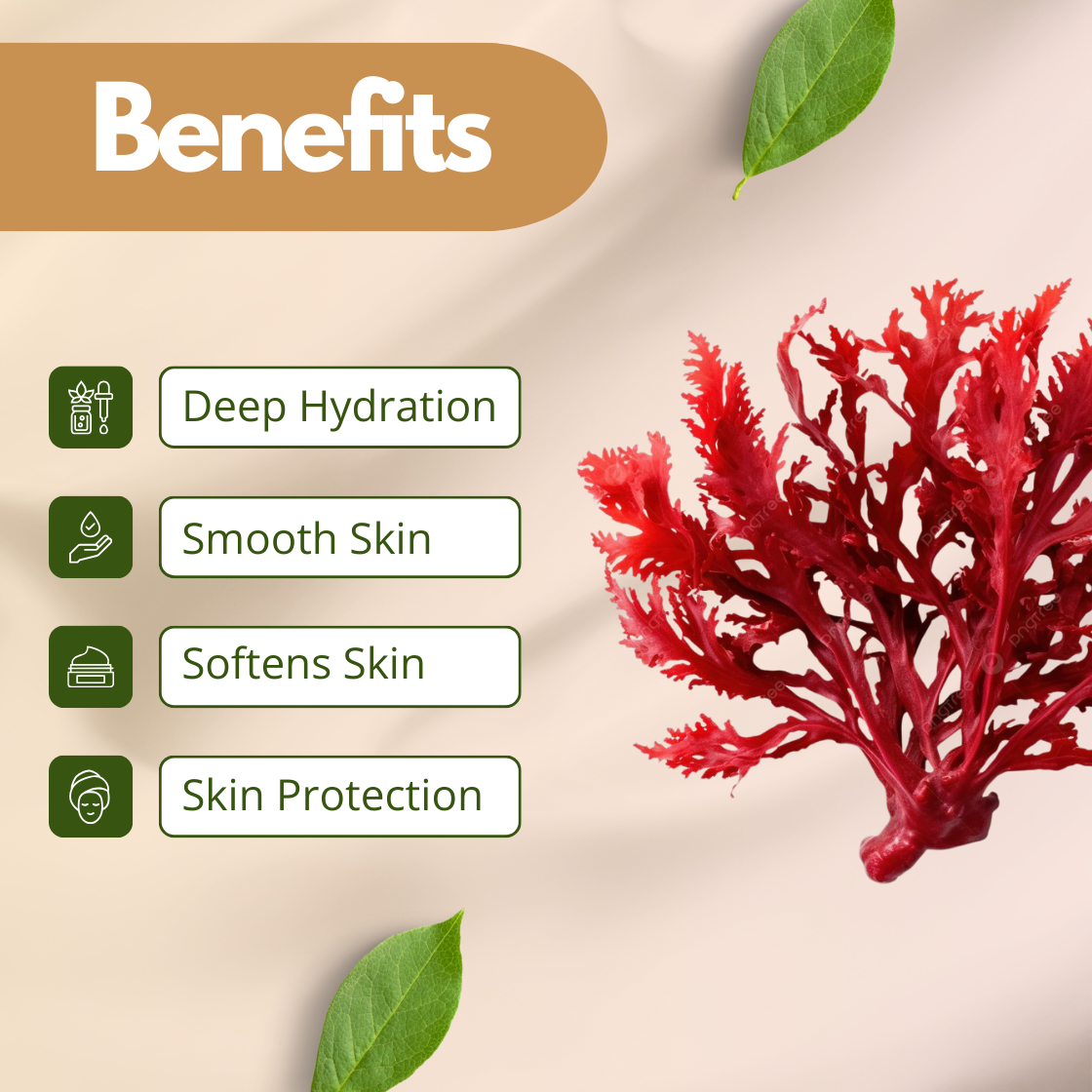 A striking graphic for Red Algae Extract featuring a branch like cluster of deep crimson sea algae. The listed benefits are Deep Hydration, Smooth Skin, Softens Skin, and Skin Protection. The imagery focuses on the moisture binding and mineral rich properties of this marine derived cosmetic extract.