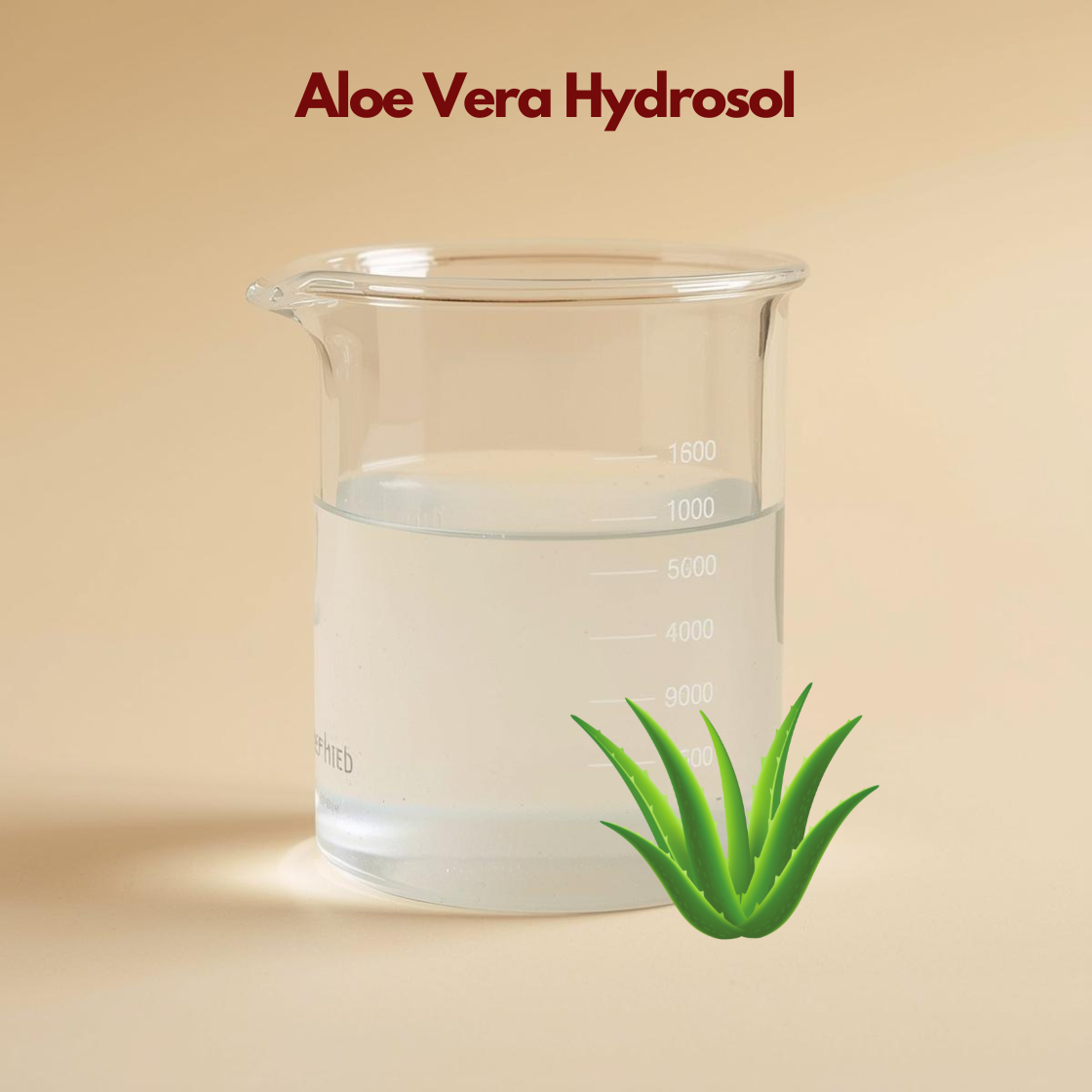 Glass beaker filled with clear liquid labeled Aloe Vera Hydrosol against a neutral beige background with an aloe plant illustration in the corner. This aloe vera hydrosol is presented as a gentle hydrating botanical floral water for soothing and refreshing the skin.