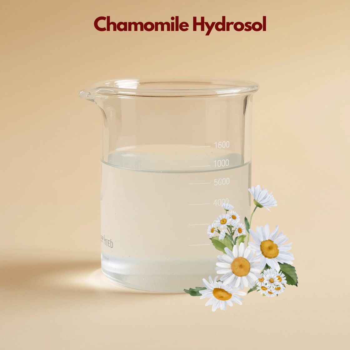 Beaker filled with transparent liquid labeled Chamomile Hydrosol with white chamomile flowers and yellow centers illustrated. This chamomile hydrosol floral water suggests gentle soothing and calming skin benefits.