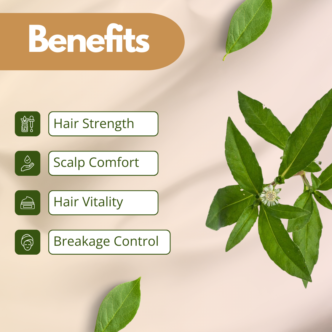 An informative graphic for Bhringraj Extract, featuring the distinct green leaves and small, white daisy like flowers of the Eclipta Alba plant. The benefits focused on hair and scalp health are: Hair Strength, Scalp Comfort, Hair Vitality and Breakage Control. This extract is essential for traditional hair care formulations.