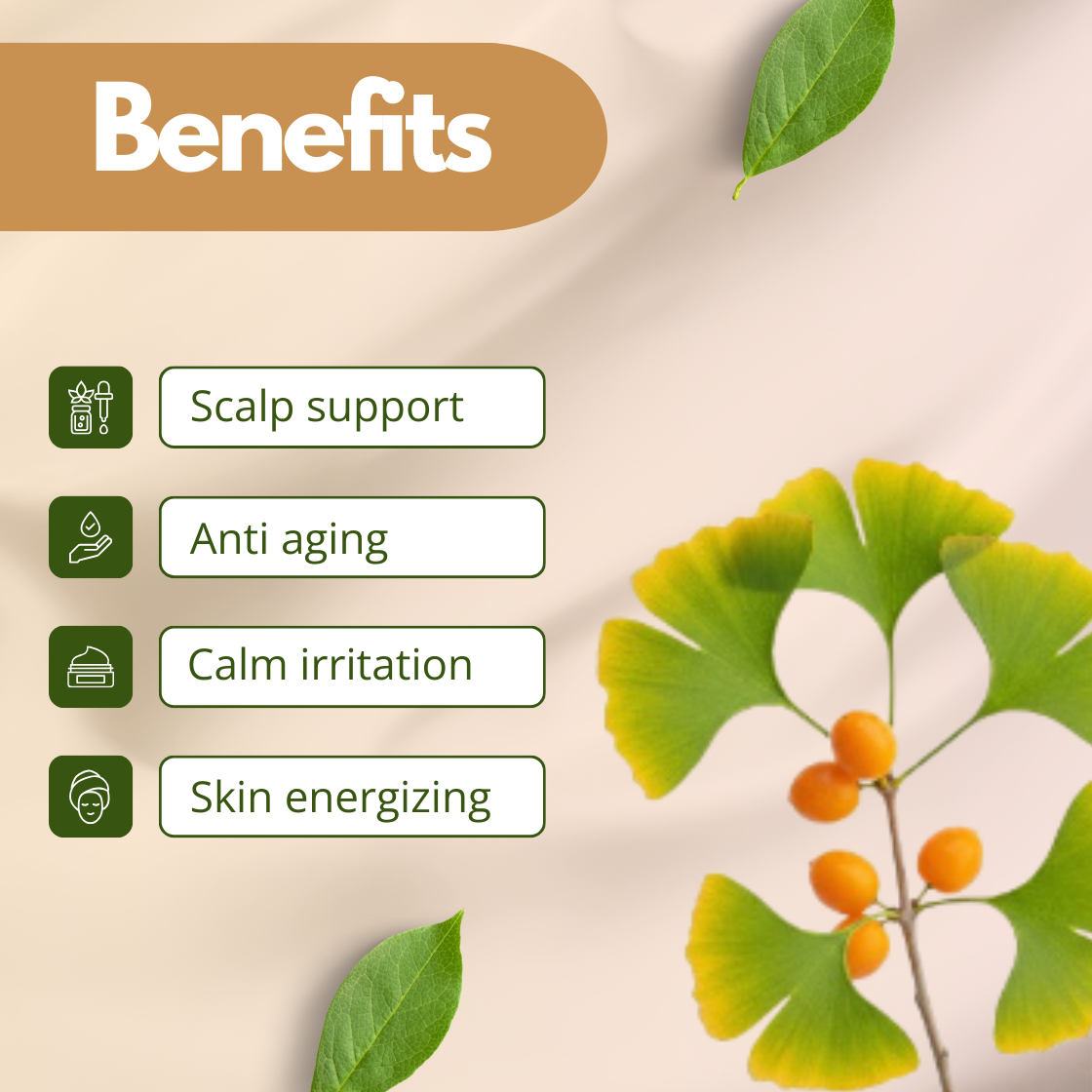 Botanical skincare infographic featuring ginkgo biloba leaves with small orange fruits, representing "Ginkgo Biloba Extract" used in cosmetic formulations. Listed benefits include Scalp support, Anti aging properties, Calming Irritation and Skin energizing. This ingredient is commonly used in anti aging skincare products, hair care formulations and botanical cosmetic ingredients.