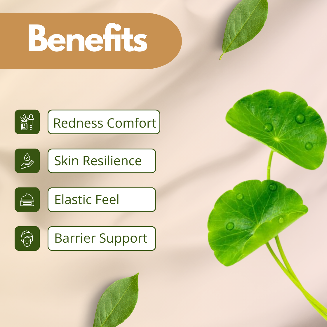   Benefits image of Gotu Kola Extract showing bright green round leaves, highlighting redness comfort, skin resilience, elastic feel, and barrier support. Cosmetic grade Gotu Kola botanical extract used in skincare formulations for skin strengthening, calming support and hydration focused cosmetic products.
