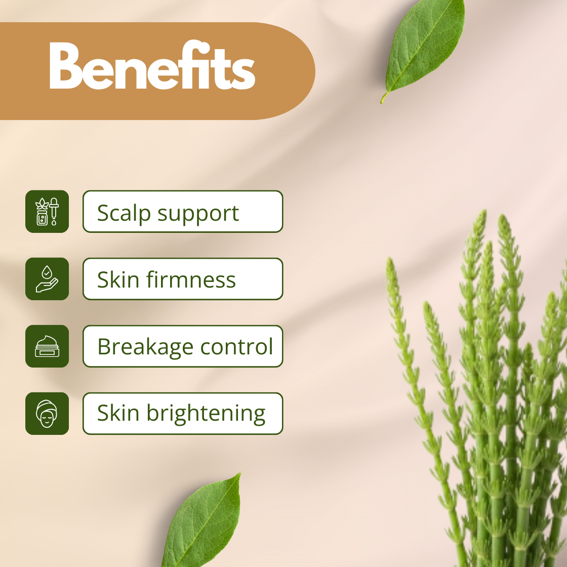Botanical skincare infographic showing green horsetail plant stems with benefits including scalp support, skin firmness, breakage control, and skin brightening. The image represents "Horsetail Extract" used in hair care formulations, strengthening shampoos, conditioners and botanical skincare products.