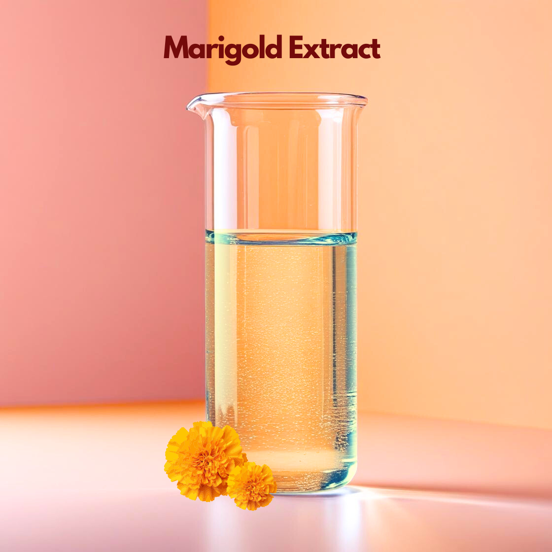 A warm, colorful graphic for "Marigold Extract". The product name is written in dark maroon at the top center. The visual focal point is a single, large Marigold Extract with a dense, multi layered head of ruffled orange and yellow petals. The flower is presented on a soft peach beige background with natural shadows and green leaves floating around it.