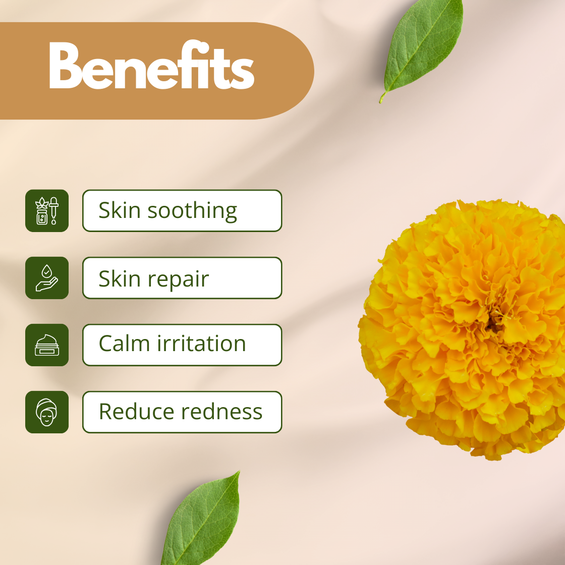Cosmetic benefits infographic featuring a bright yellow marigold flower on a beige background with skincare benefits including skin soothing, skin repair, calming irritation, and reducing redness. This image represents "Marigold Botanical Extract" widely used in herbal skincare products, soothing creams, baby care formulations and natural soap making.