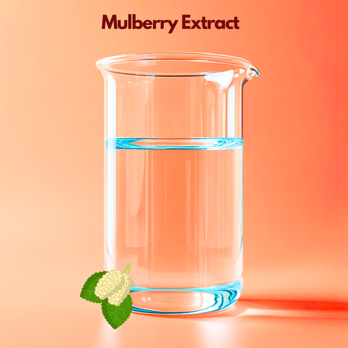 Mulberry Extract