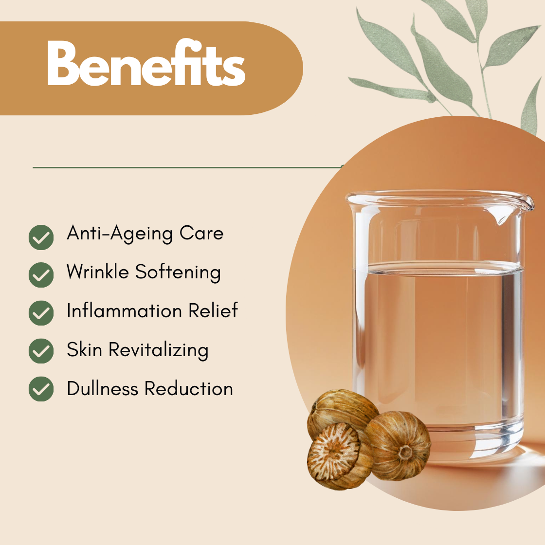 Benefits layout with a clear liquid beaker and nutmeg illustration. The text reads Anti Ageing Care, Wrinkle Softening, Inflammation Relief, Skin Revitalizing, Dullness Reduction. This nutmeg hydrosol benefits image presents it as a warming botanical toner for revitalizing mature skin.
