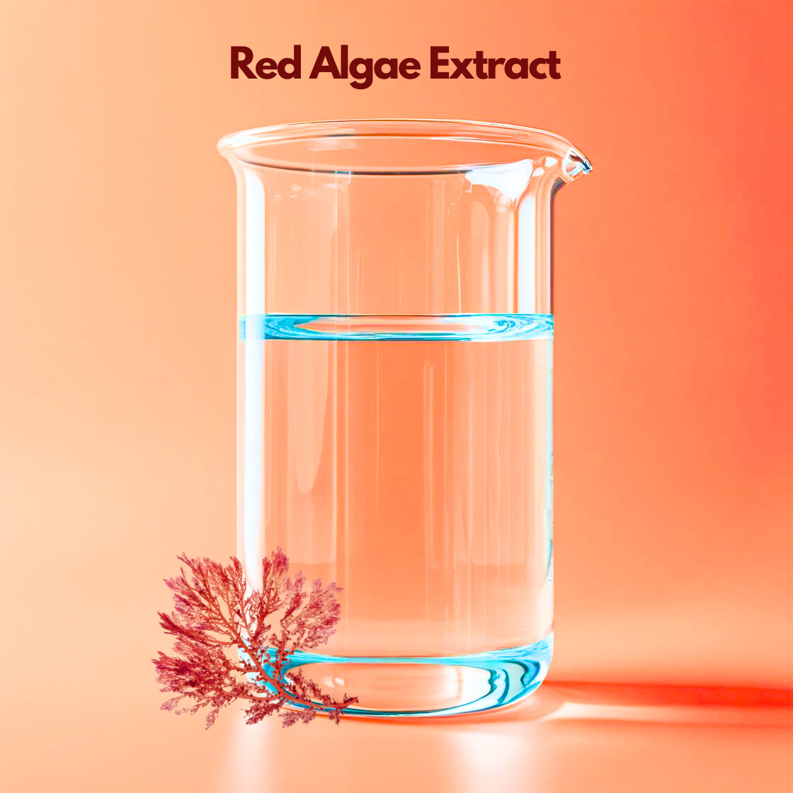 Red Algae Extract