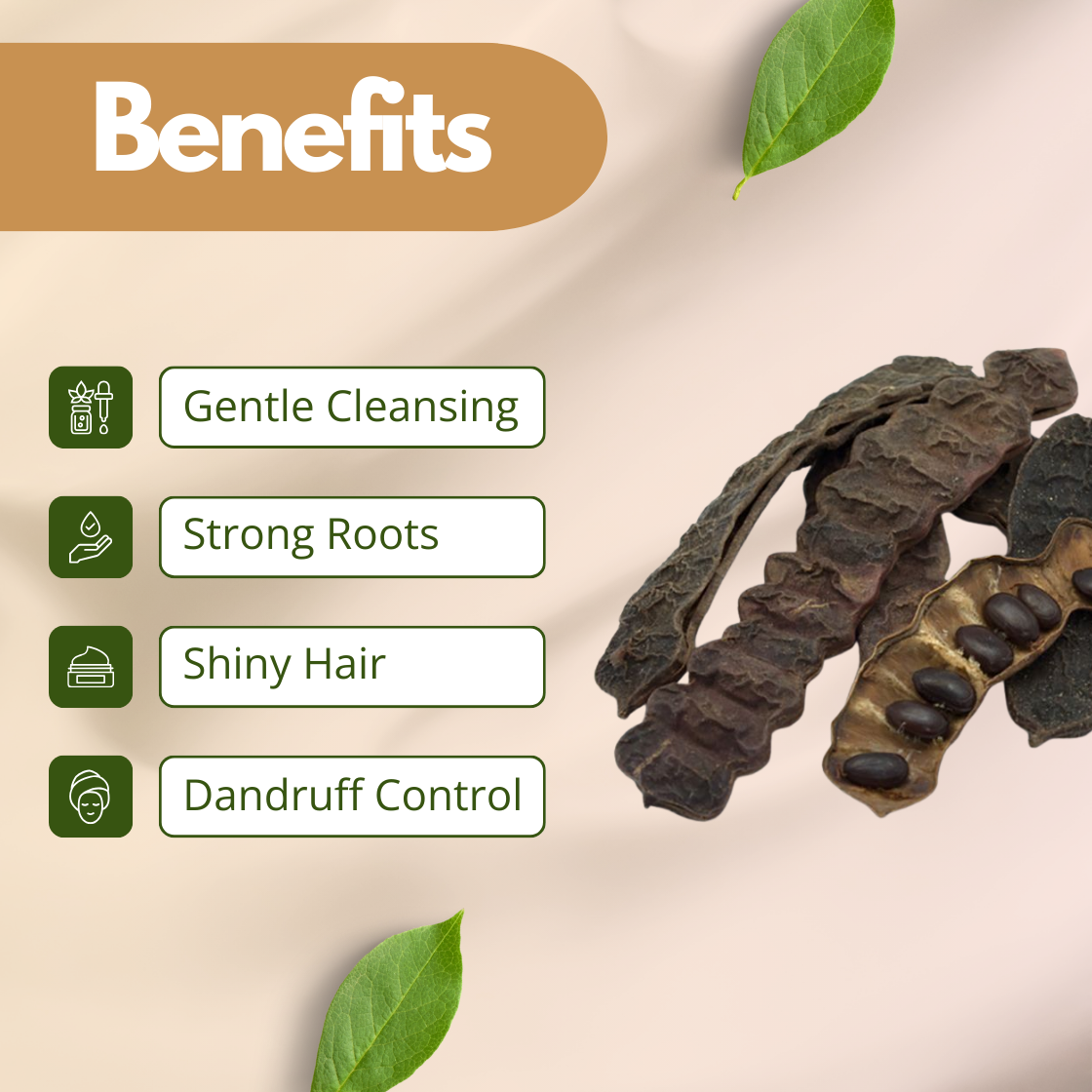 Benefits image of Shikakai Extract showing dried shikakai pods and seeds on a neutral beige background, highlighting gentle cleansing, strong roots, shiny hair and dandruff control. Cosmetic grade Shikakai botanical extract widely used in haircare formulations as a natural cleansing agent and strengthening active ingredient for scalp care and herbal shampoo formulations.
