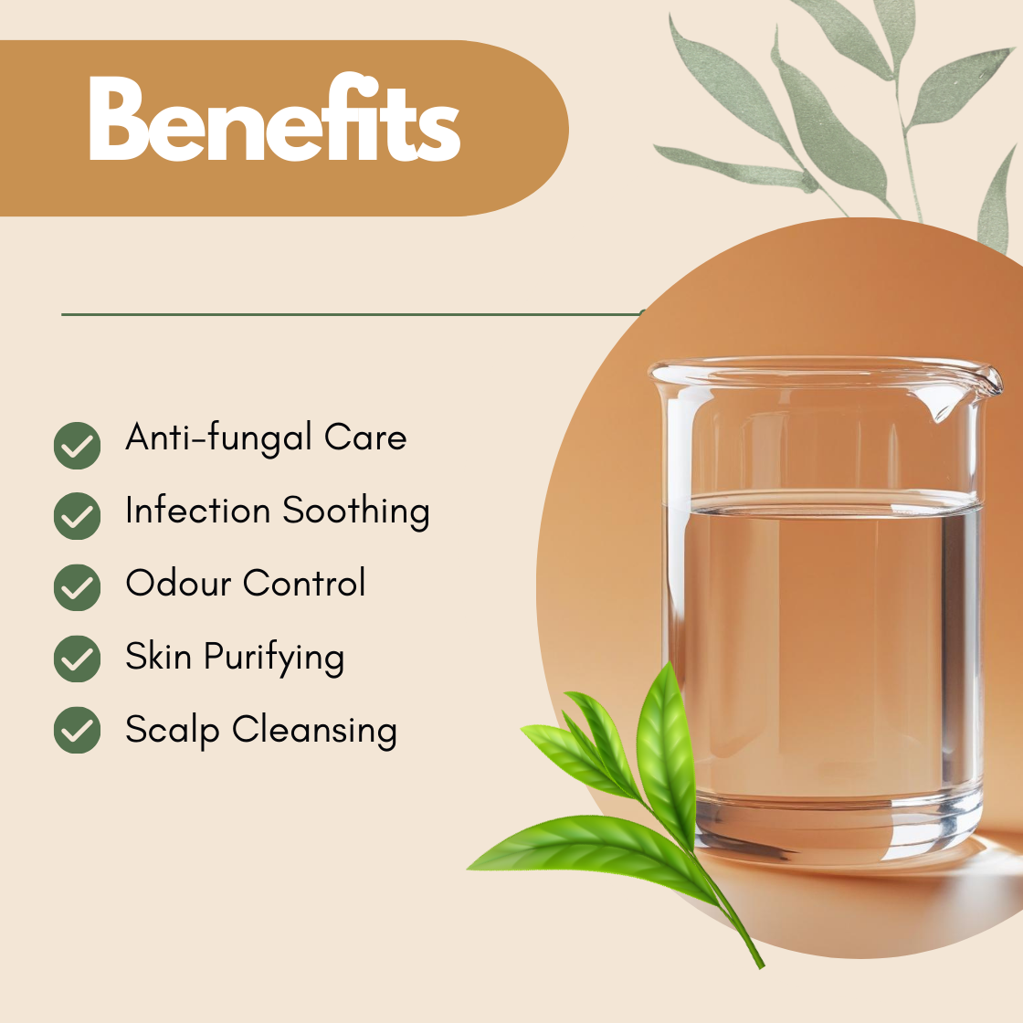 Benefits layout with a clear liquid beaker and green tea tree leaves illustration. The text reads Anti fungal Care, Infection Soothing, Odour Control, Skin Purifying, Scalp Cleansing. This tea tree hydrosol benefits image highlights its purifying botanical mist for acne prone and scalp care.