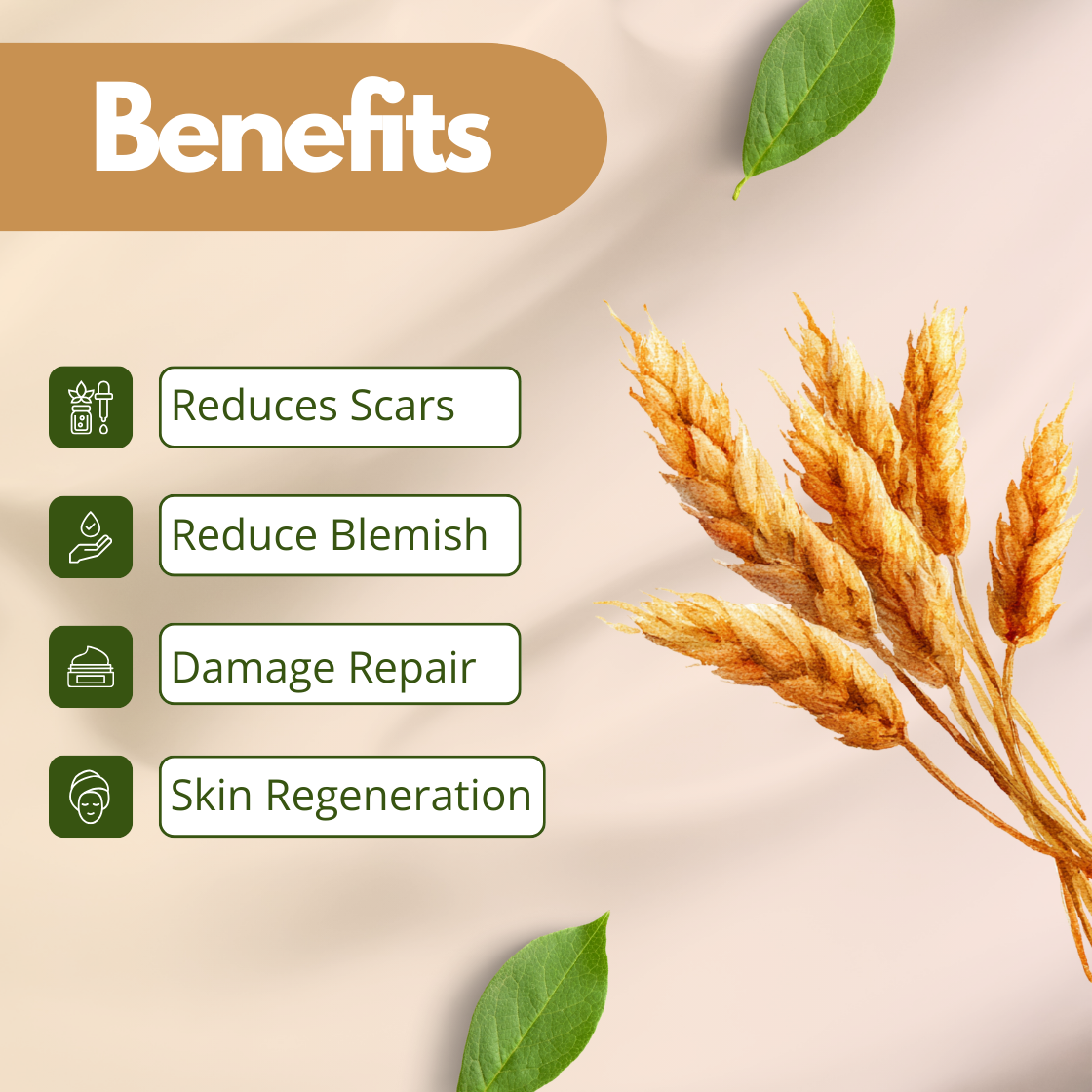 Image highlighting skincare benefits of wheatgerm oil with icons and text on a soft beige background. Benefits include reduces scars, reduce blemish, damage repair, and skin regeneration. Decorative wheat stalk and green leaves add a natural touch.